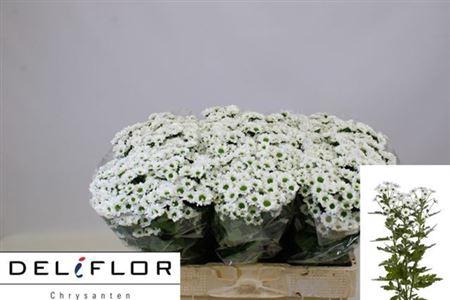 <h4>Chr San Pixel Snowy</h4>