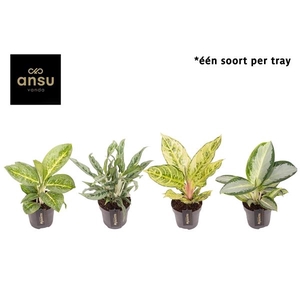 Aglaonema Green Surprise Tray