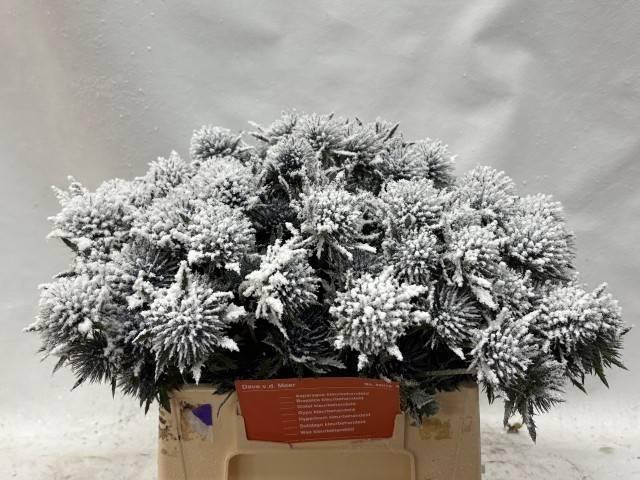 <h4>ERYN PL OV KLB H%</h4>