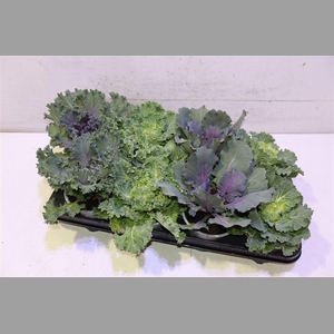 Brassica (sierkool)