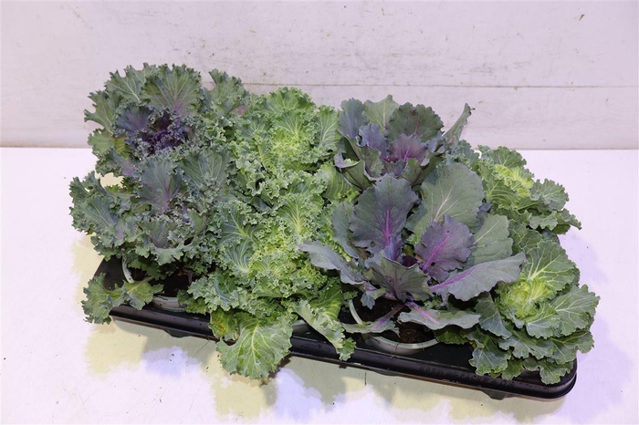 <h4>Brassica (sierkool)</h4>