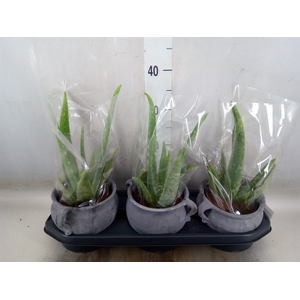 Aloe vera