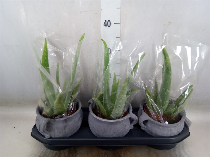 <h4>Aloe vera</h4>