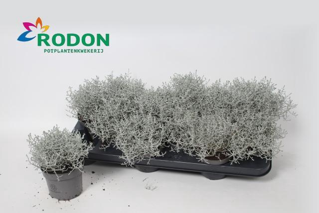 <h4>LEUCOPH BROWNII</h4>