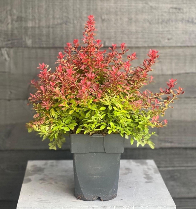 <h4>Berberis</h4>