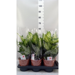 Dieffenbachia  'Compacta'