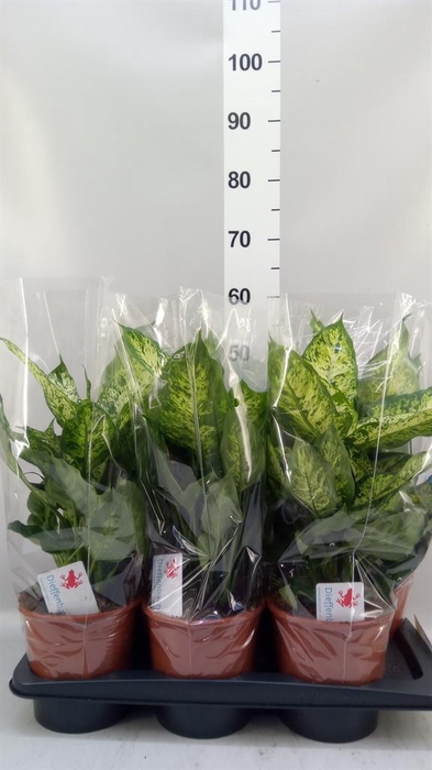 <h4>Dieffenbachia  'Compacta'</h4>