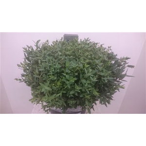 EUC. PARVIFOLIA SHORT 150GR SOUTH A