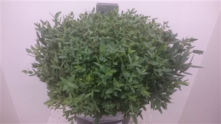 <h4>EUC. PARVIFOLIA SHORT 150GR SOUTH A</h4>