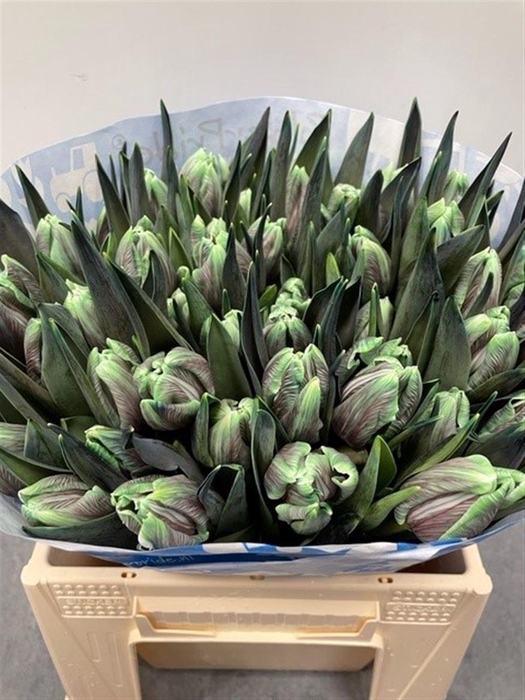 <h4>Tu Kb Hawai</h4>