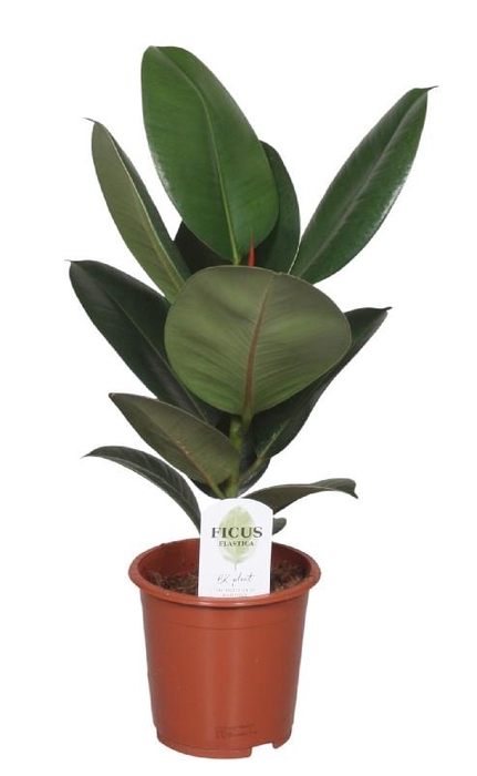 <h4>Ficus Elastica Robusta</h4>