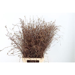 BERK 100CM NATUREL MET VRUCHT PBS