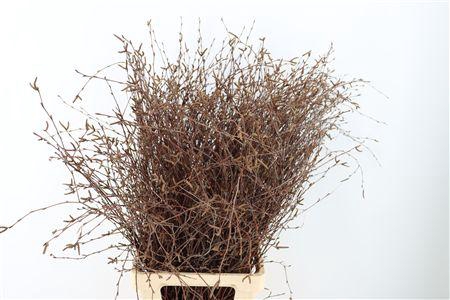 <h4>BERK 100CM NATUREL MET VRUCHT PBS</h4>