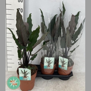ALOC LAUTERBACHIANA