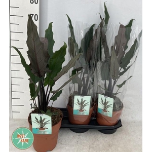 ALOC LAUTERBACHIANA