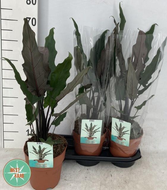 <h4>ALOC LAUTERBACHIANA</h4>