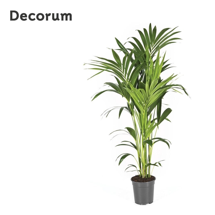 <h4>HOWEA FORSTERIANA</h4>