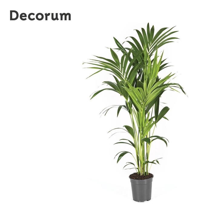 <h4>HOWEA FORSTERIANA</h4>