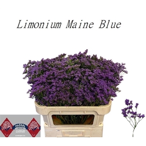 LIM MAINE BLUE
