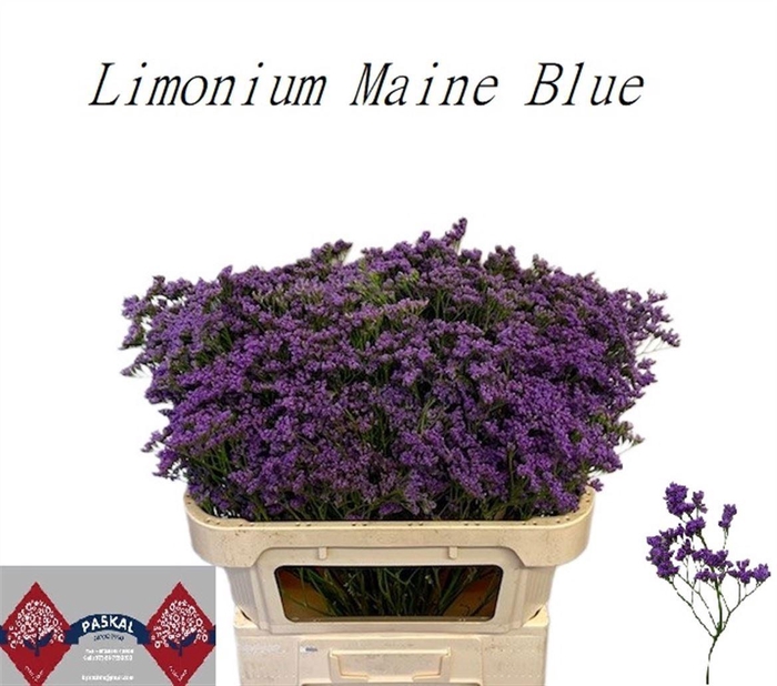 <h4>LIM MAINE BLUE</h4>
