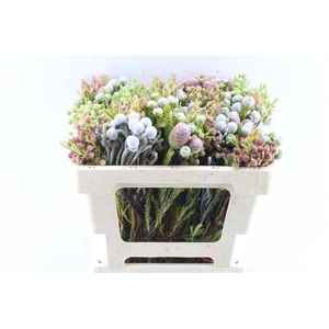 KAAPS GROE GEM IN BS