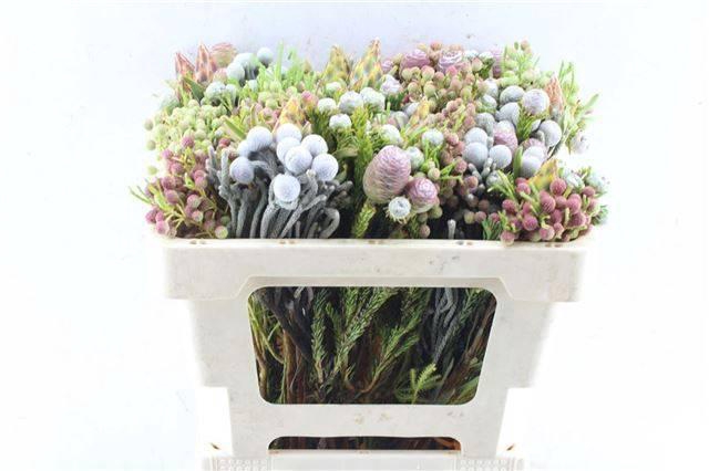 <h4>KAAPS GROE GEM IN BS</h4>