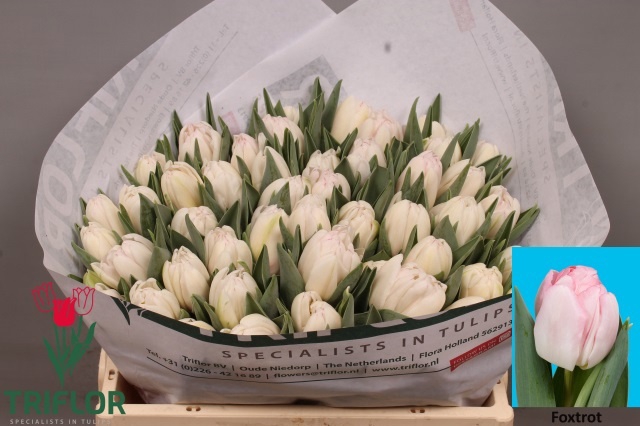 <h4>TU DU FOXTROT</h4>