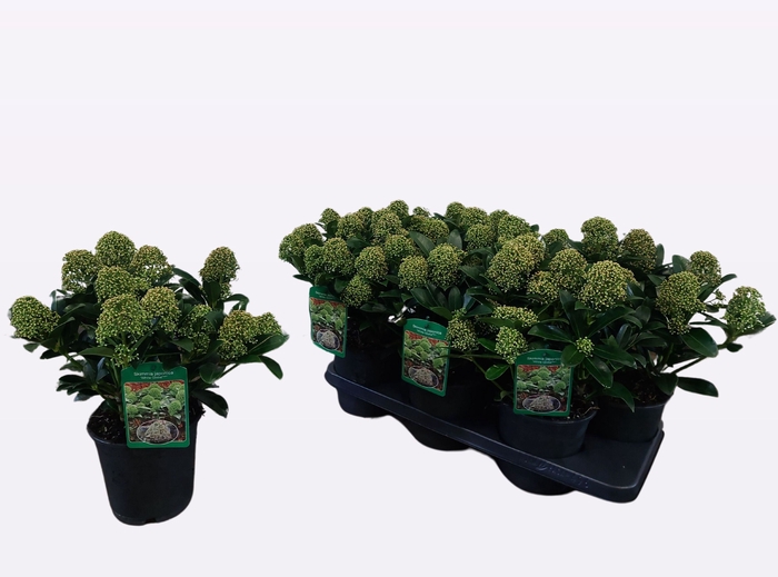 <h4>SKIM J WHITE GLOBE</h4>