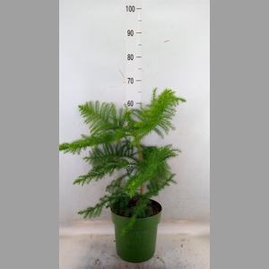 Araucaria heterophylla