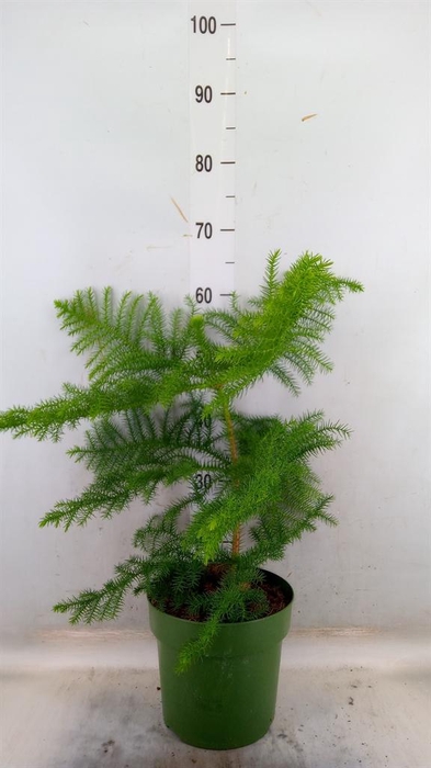 <h4>Araucaria heterophylla</h4>