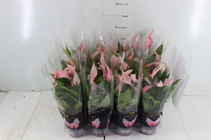 <h4>ANTHURIUM LILLI P09 PREMIUM</h4>