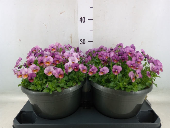 <h4>Viola corn. 'Deltini Rose Pink'</h4>