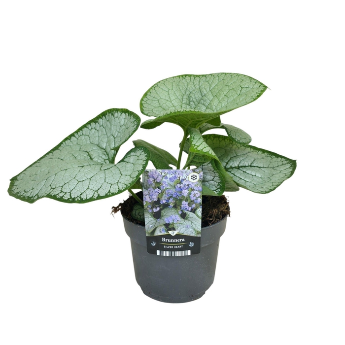 Brunnera