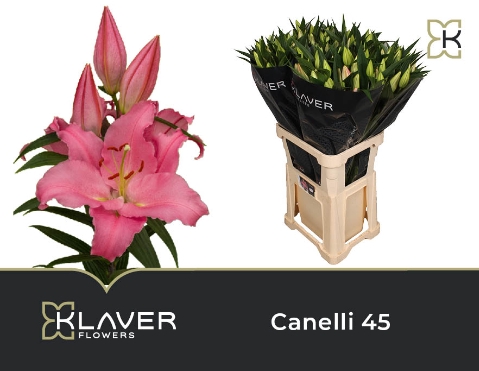 <h4>Lilium or canelli</h4>