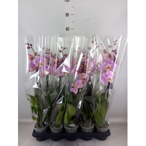 Phalaenopsis  'FC Art Nouveau'