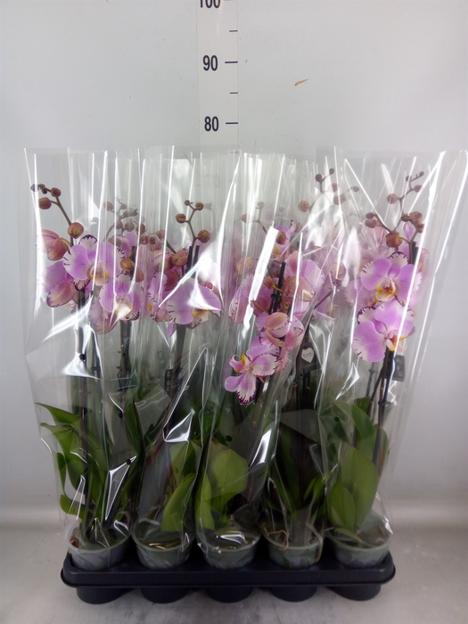 <h4>Phalaenopsis  'FC Art Nouveau'</h4>