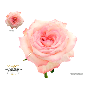 Rosa Parfum Joyce