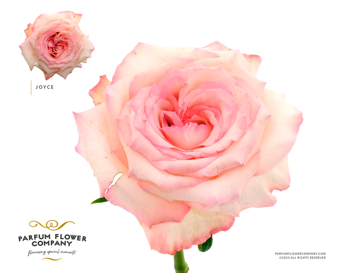 <h4>Rosa Parfum Joyce</h4>