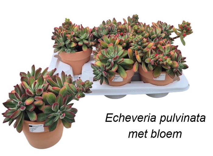 <h4>ECHEV PU DEVOTION</h4>