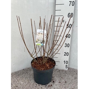 Hydrangea pan. Silver Dollar 40-50 P23 C5