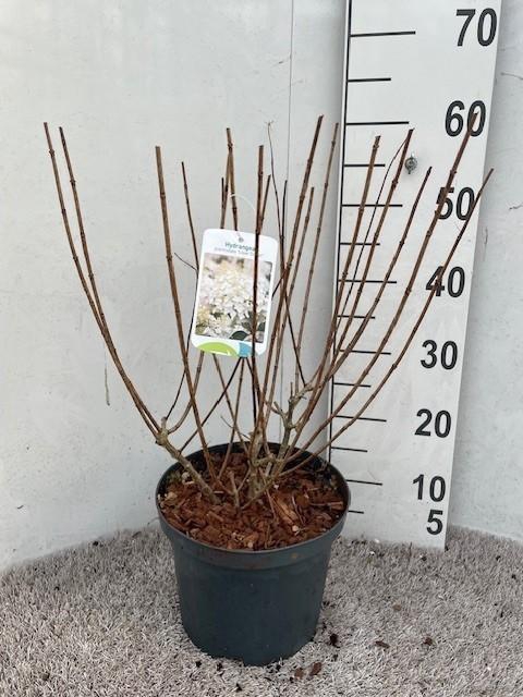 <h4>Hydrangea pan. Silver Dollar 40-50 P23 C5</h4>