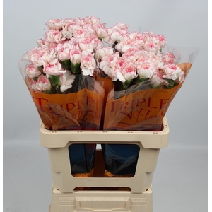 DI ST PASTEL DAMASCUS