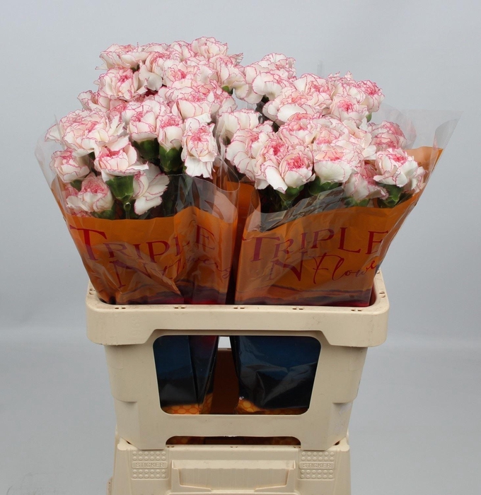 <h4>DI ST PASTEL DAMASCUS</h4>