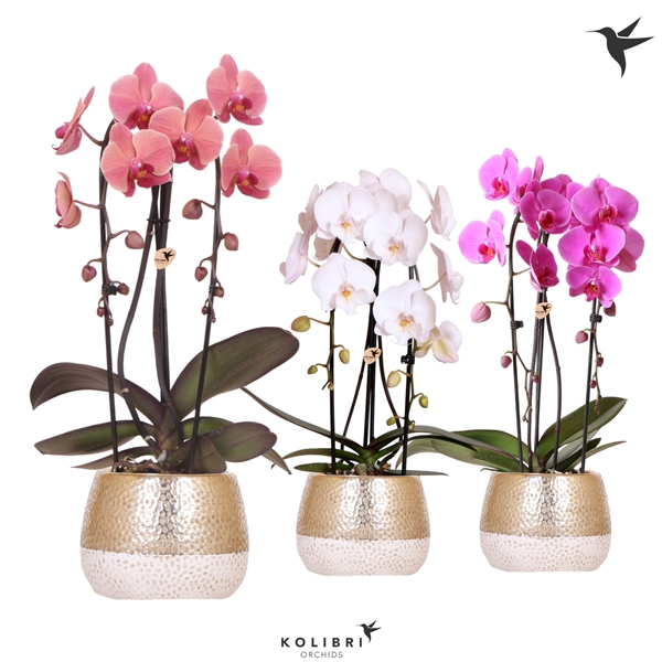 <h4>Kolibri Orchids Cascade Niagara fall 2 spike in Elite gold</h4>