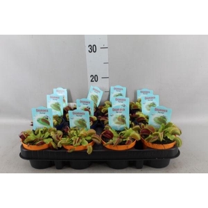 Dionaea muscipula