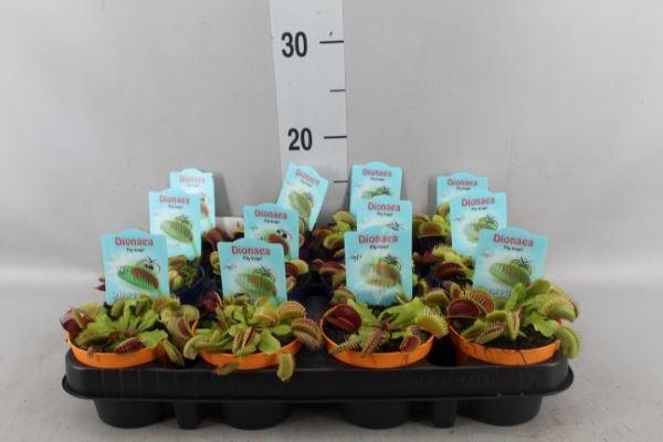 <h4>Dionaea muscipula</h4>