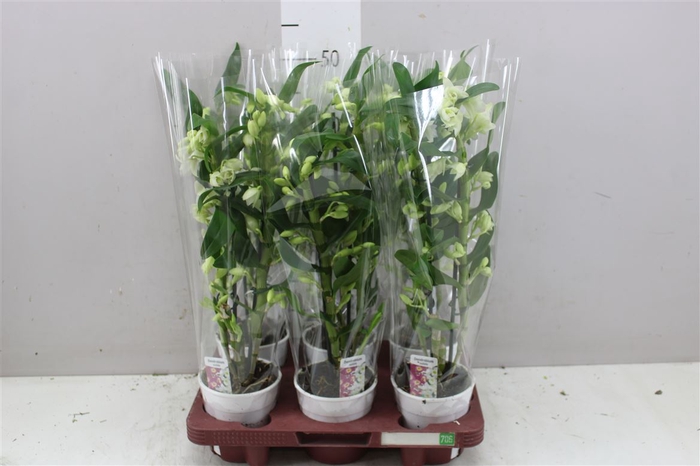 <h4>Dendrobium Nobilee Wit 2 Tak</h4>