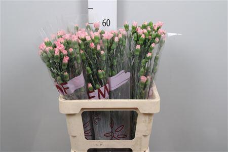 <h4>Di Tr Rascal Pink</h4>