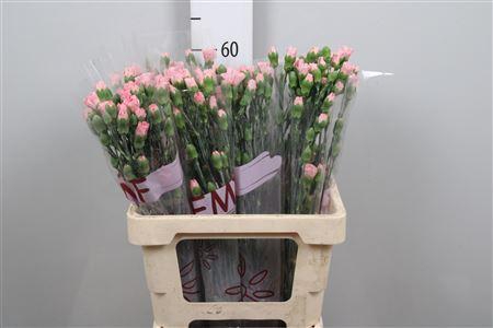 <h4>Di Tr Rascal Pink</h4>