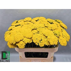 Achillea F Park Variety 70cm
